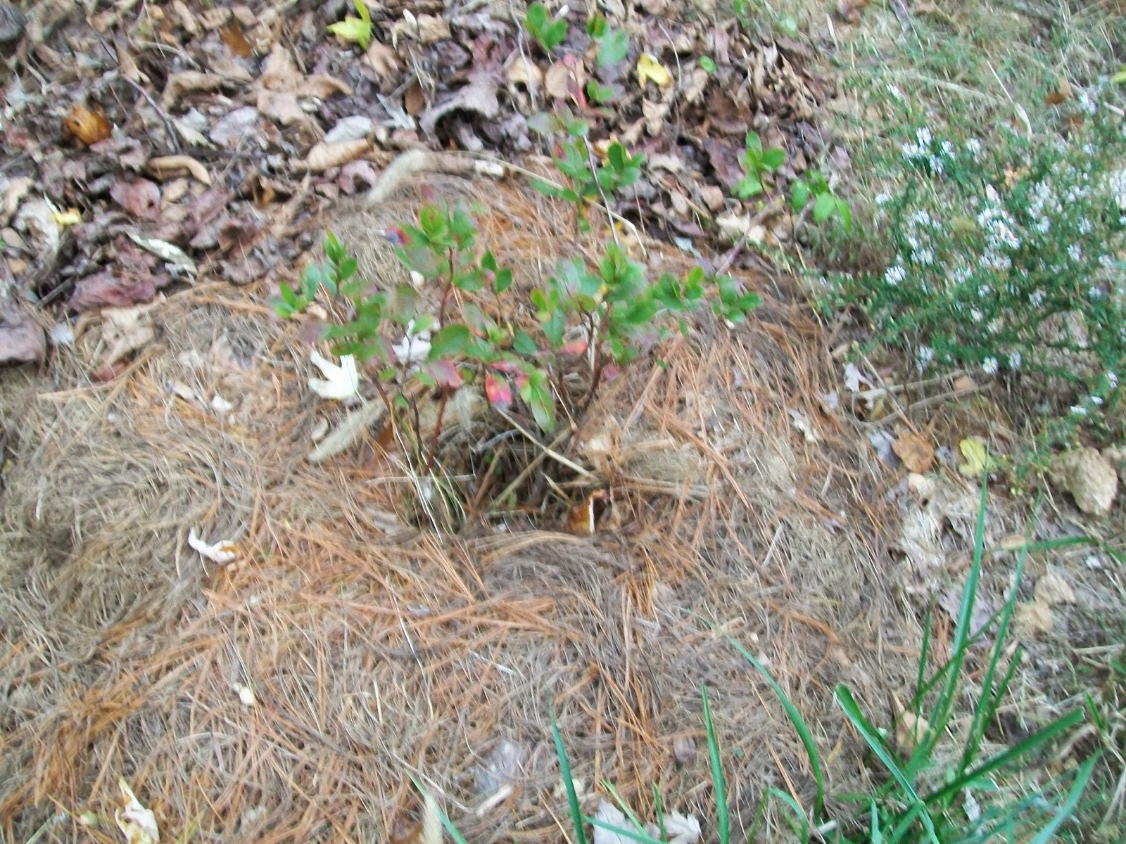 Vegans Living Off the Land Fall 2014 Gardening Projects