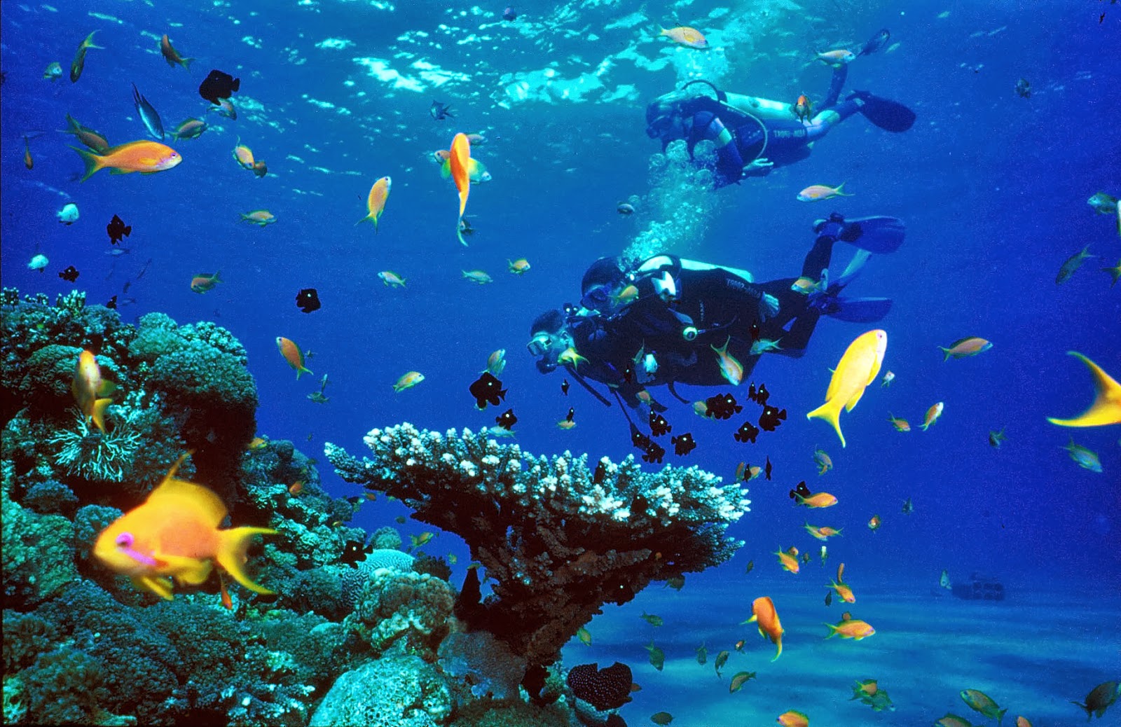 4 Amazing Scuba Diving Spots In Egypt
