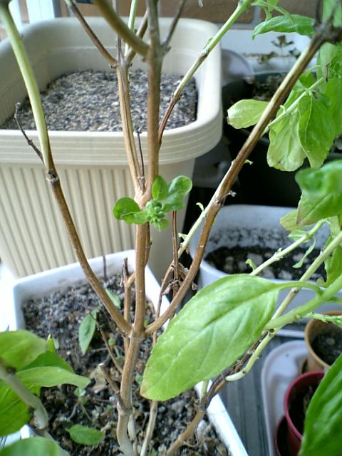 Snapshot 札幌で バジルの越冬