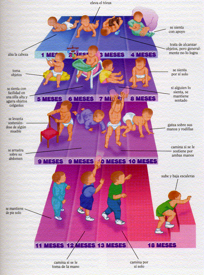 DESARROLLO MOTRICIDAD GRUESA desarrollo motricidad gruesa: