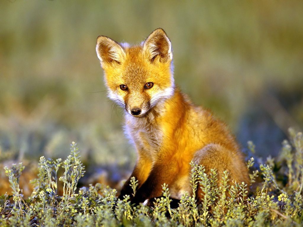 http://2.bp.blogspot.com/-kGEEWpYl7D4/Tt3dWNzwHCI/AAAAAAAAB3A/ZnEC8VOhEyI/s1600/animal+attacks+news+dangerous+fox+in+canada+usa+europe+austratlia+beautiful+animal+picture.jpg