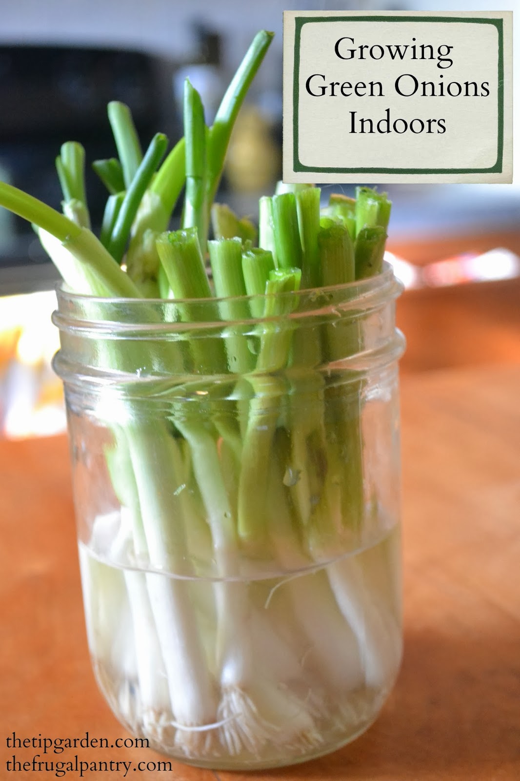 The Frugal Pantry Growing Green Onions Indoors