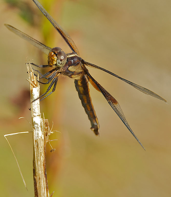 Red and the Peanut A Female Widow Skimmer dragonfly in the high meadow...