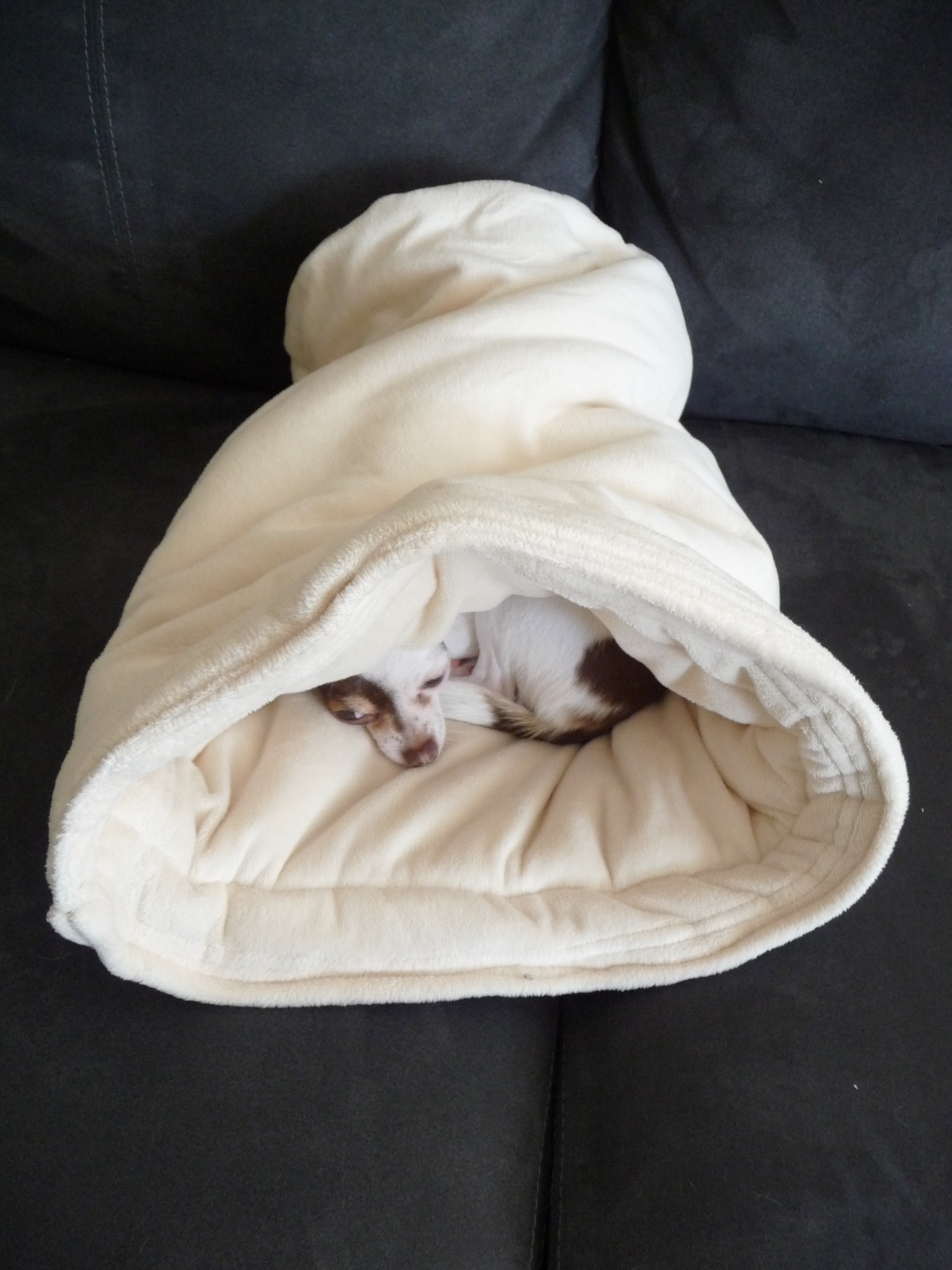 Japanese Bento & Food, Canadian Life and Chihuahua Hand Made Dog