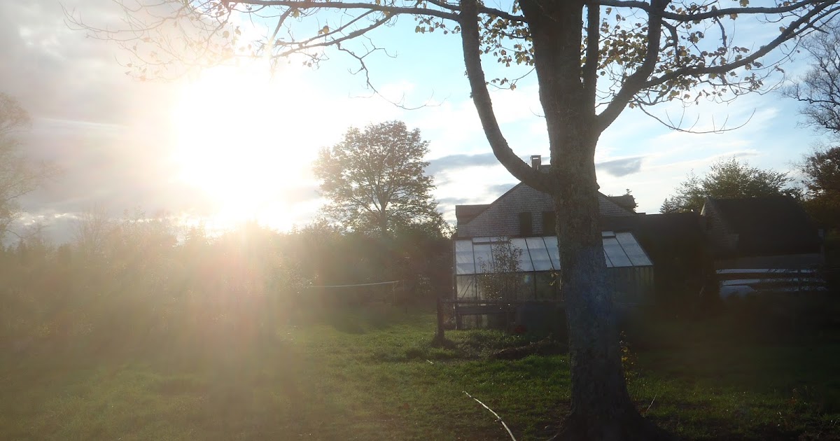 Have You Ever Picked A Carrot? Cheap Chickens More reasons to keep