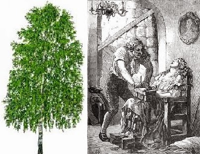 What are some facts about the birch tree?