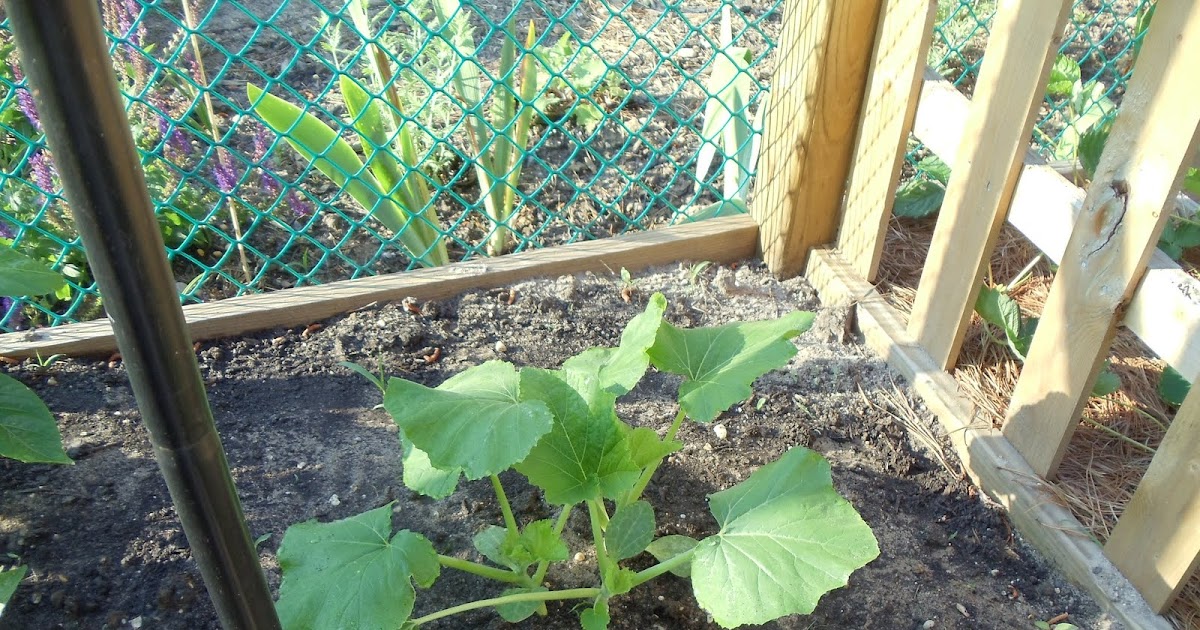 Debbie's Potager: The Square Foot Garden versus the Squash