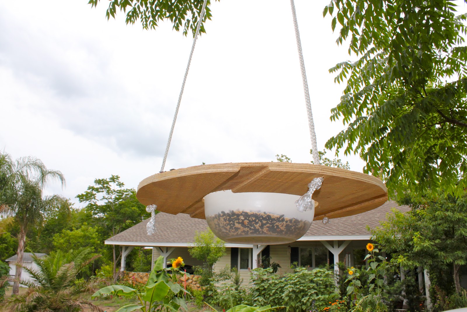 Innovative Florida Bird Feeder Phillip's Natural World