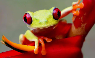 beautiful frog background hd for mobiles