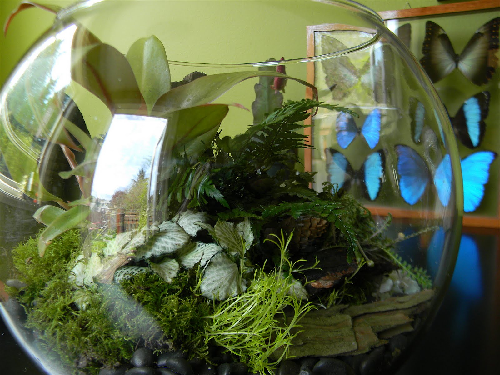 Black Swan Garden Design Problems with Terrariums