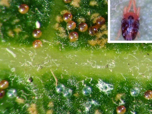 Pengendalian Hama Tanaman Kelapa Sawit Elaeis Guineensis Jacq Secara Terpadu Ruang Pertanian