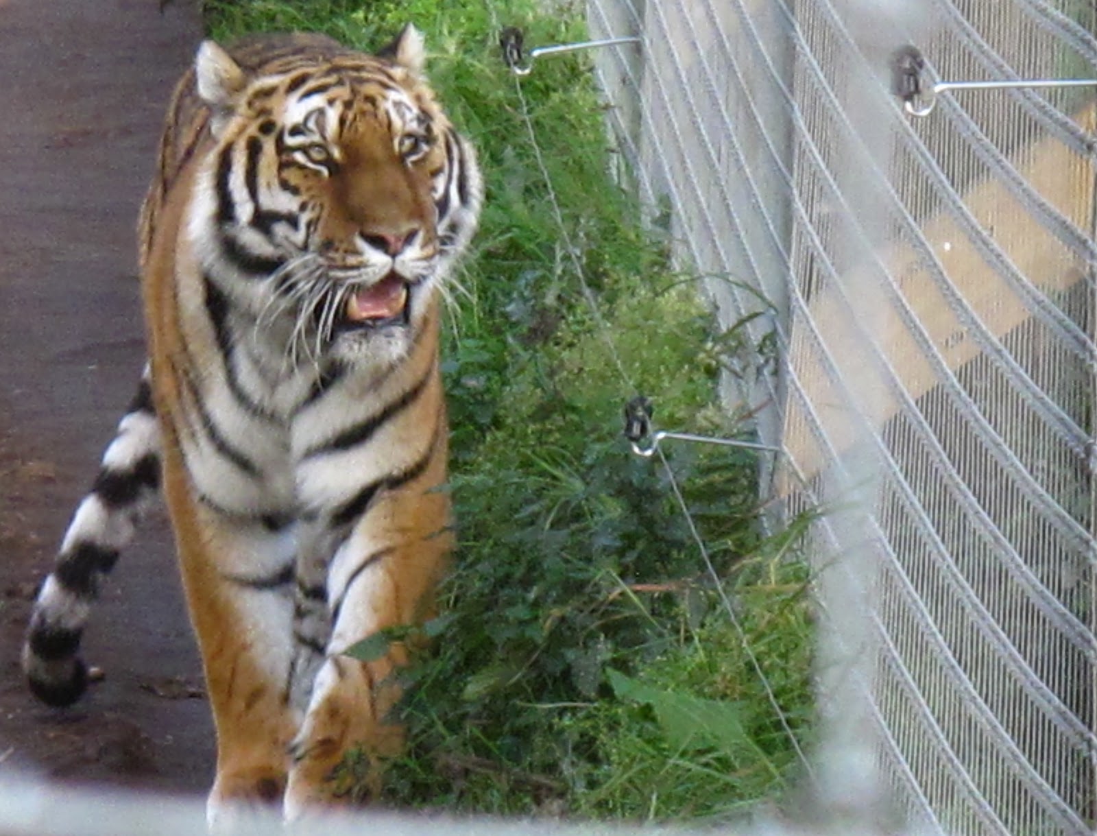 Wild at Hull Yorkshire Wildlife Park