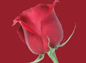 animated roses wallpaper |Rose Wallpapers