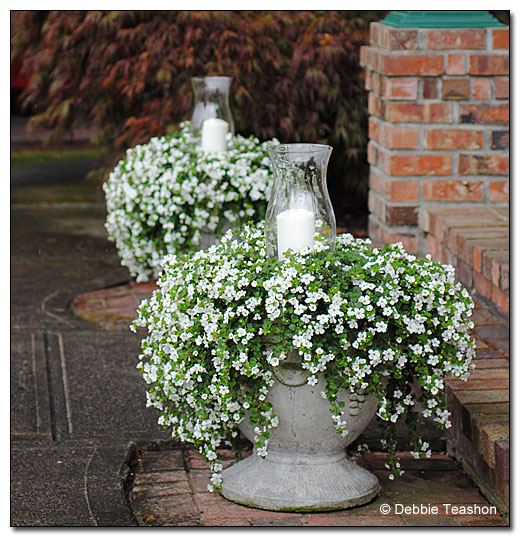 My Walk With Food And Beautiful Plants And Flowers Loropetalum