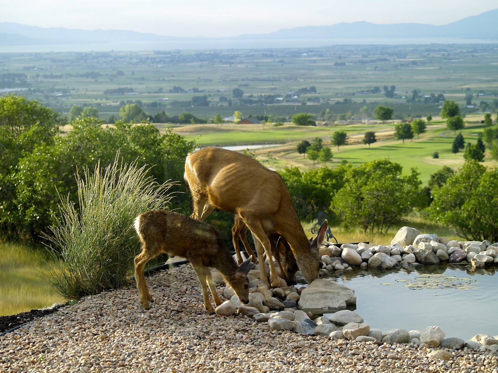 My Nature Field Journal: Rocky Mountain Mule Deer