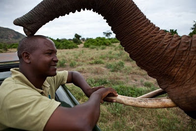 Kenya's Baby Elephant Orphanage Seen On www.coolpicturegallery.us