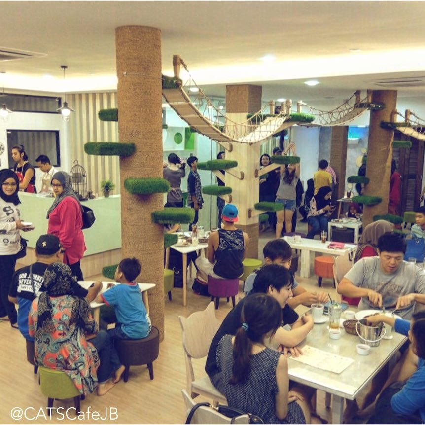 Kawasan Lynn Damya Kafe Kucing Cats Cafe di JB