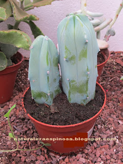 Myrtillocactus geometrizans