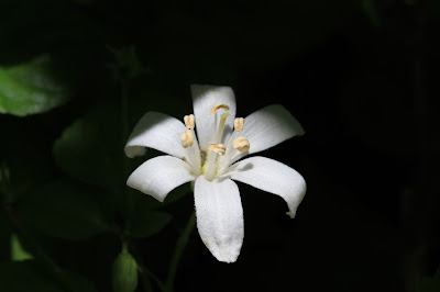 Clintonia uniflora (Queen’s Cup) in Shadow