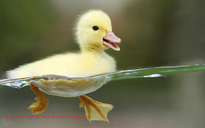 Cute Baby duck swiming on Clean water HQ Wallpapers