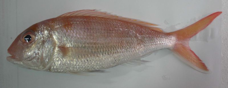 Ikan Kerisi