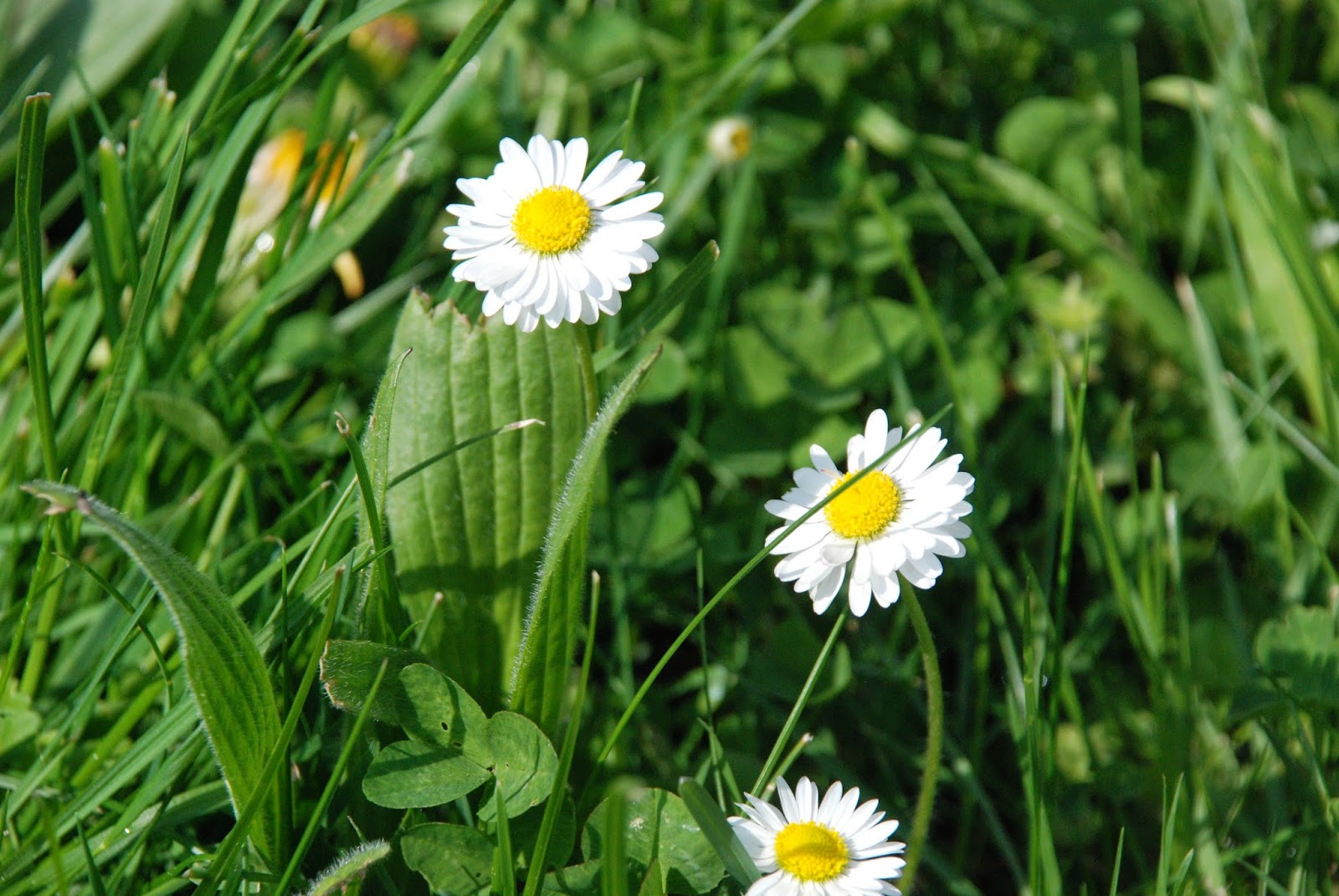 Bickenbach Blumen G nsebl mchen