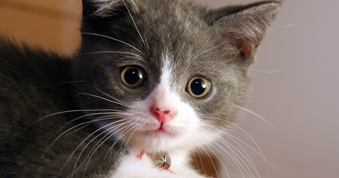 all blog sites Bangladeshi cat