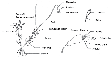 Jenis Tumbuhan Lumut Lumut Hati Lumut Daun Manfaat Lumut Bagi Kehidupan