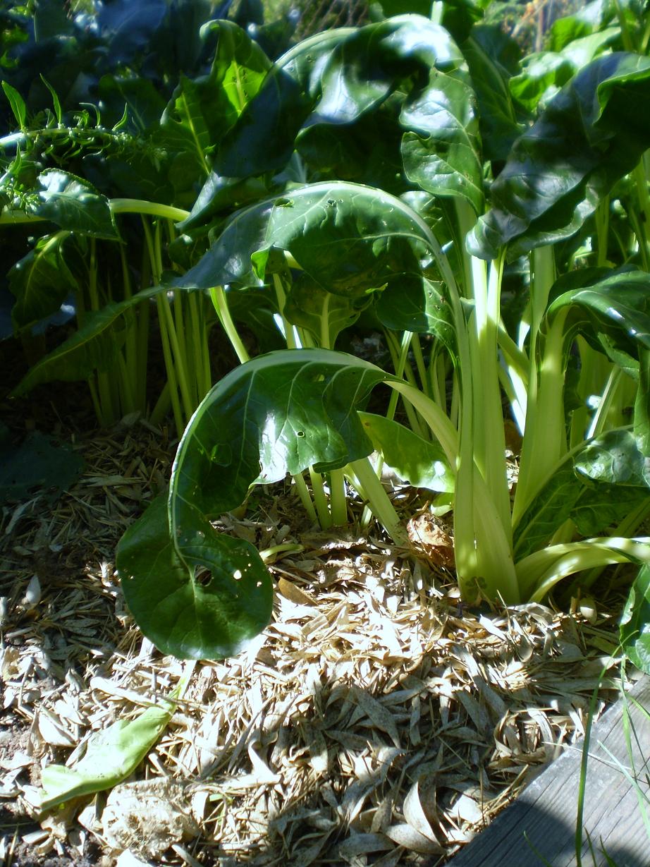 Green Jean bamboo mulch