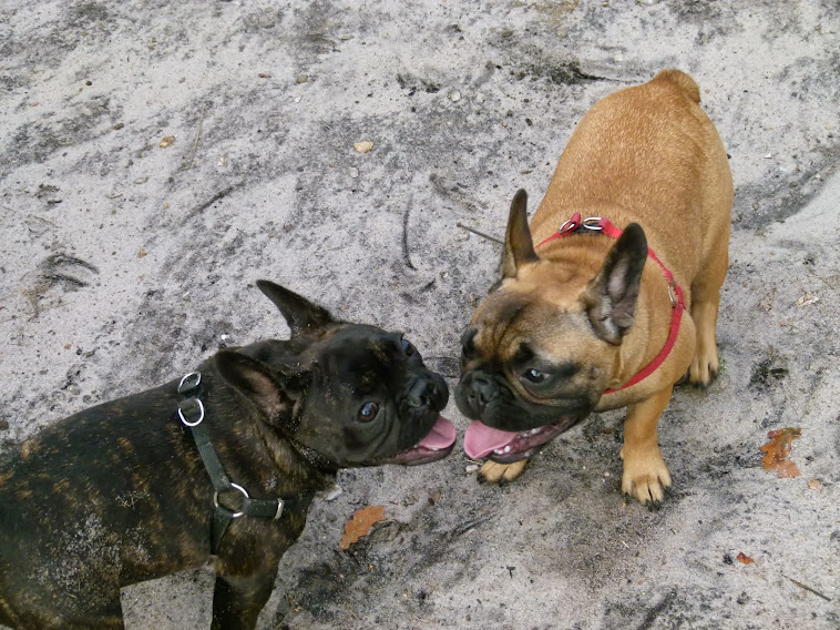 Buldożki francuskie na Wyspach. French Bulldogs.