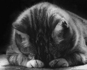crying cat gif