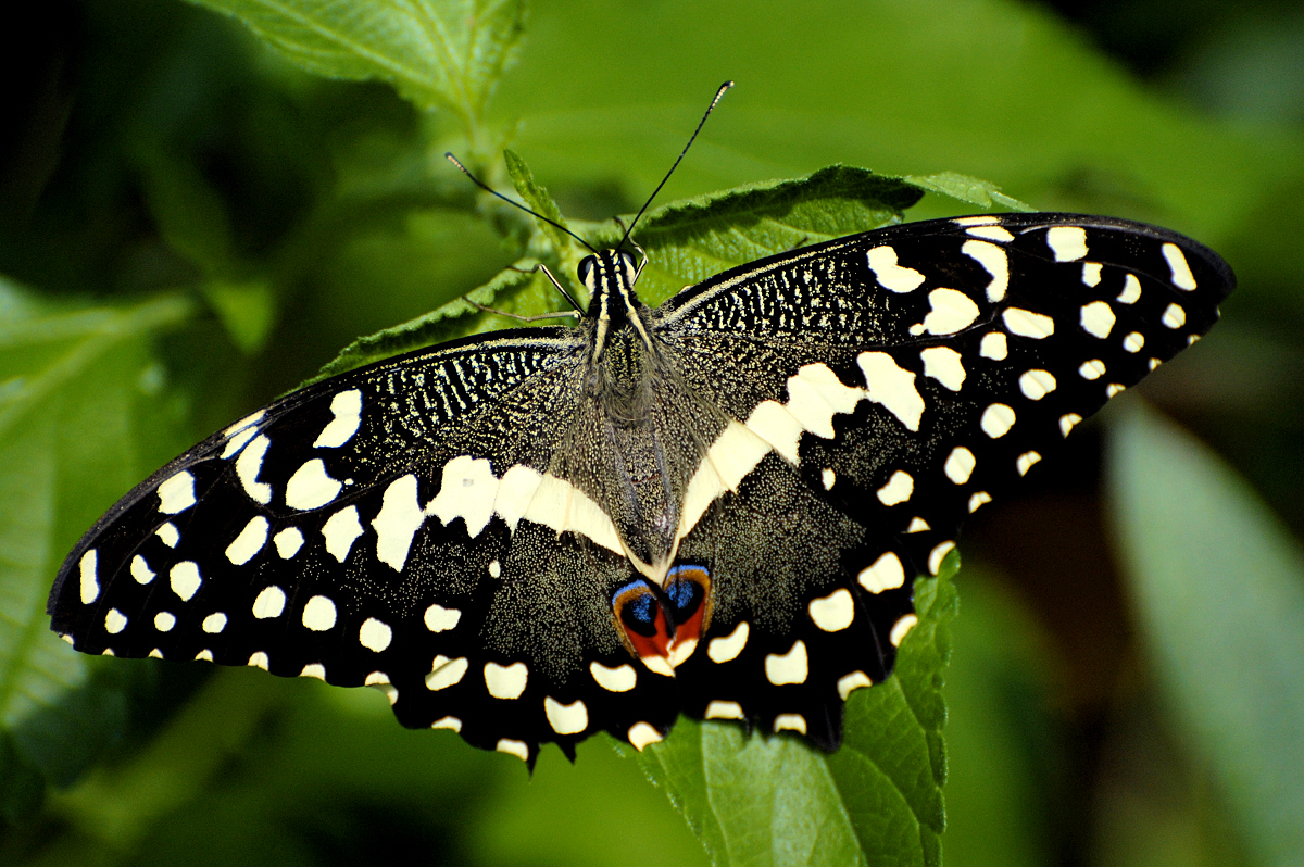 news butterfly black butterfly news butterfly black butterfly