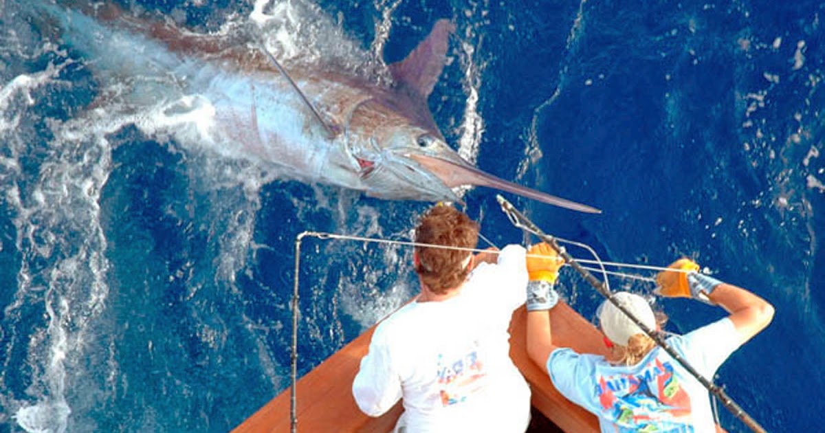Lowcountry outdoors 2014 Bahamas Billfish Championship New Fishing