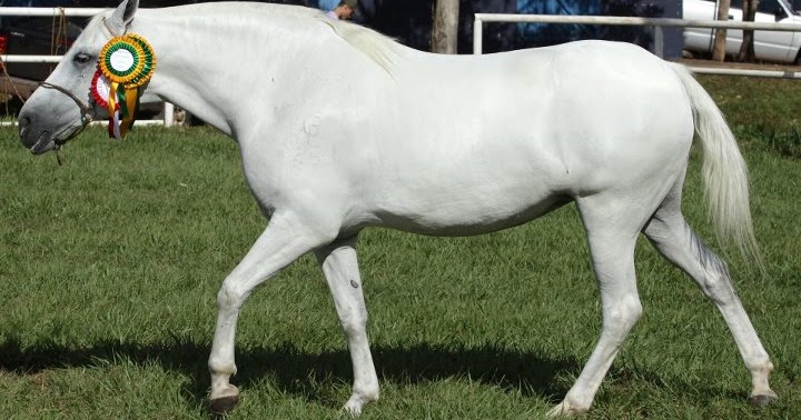 Cavalo Pantaneiro, símbolo da diversidade do pantanal - Portal Escola do  Cavalo