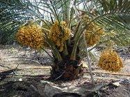 Berminat anak pokok kurma?