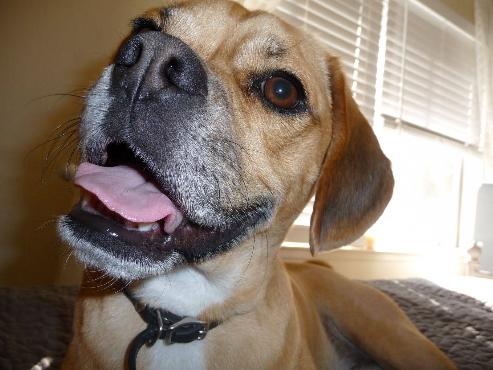 Puggle Backgrounds
