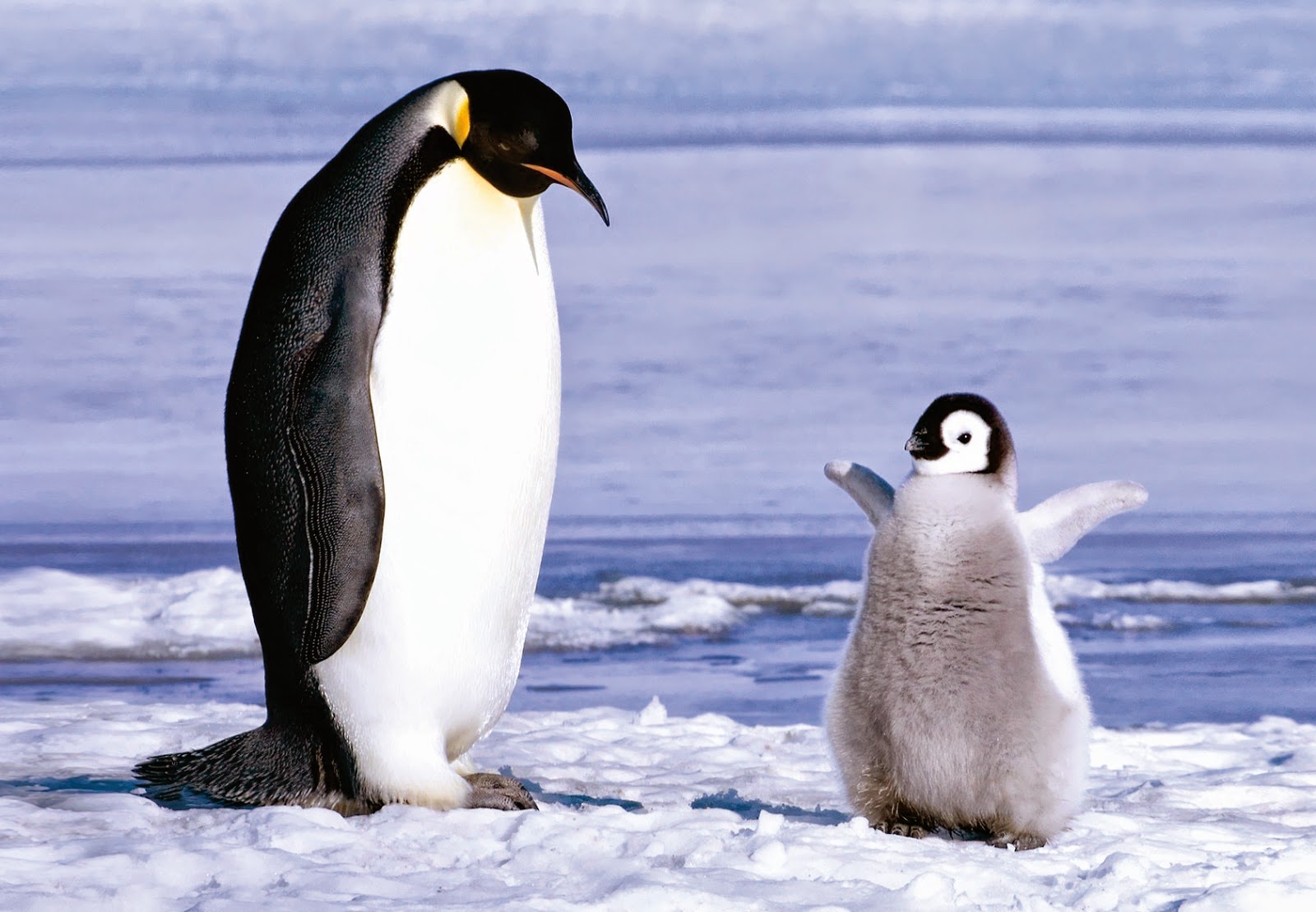 Adelie Penguin Fresh Hd Wallpapers 2014-15 | Top hd animals wallpapers