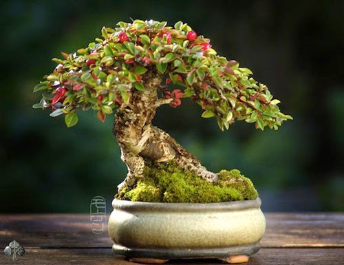 tong-hop-cac-the-cay-canh-bonsai