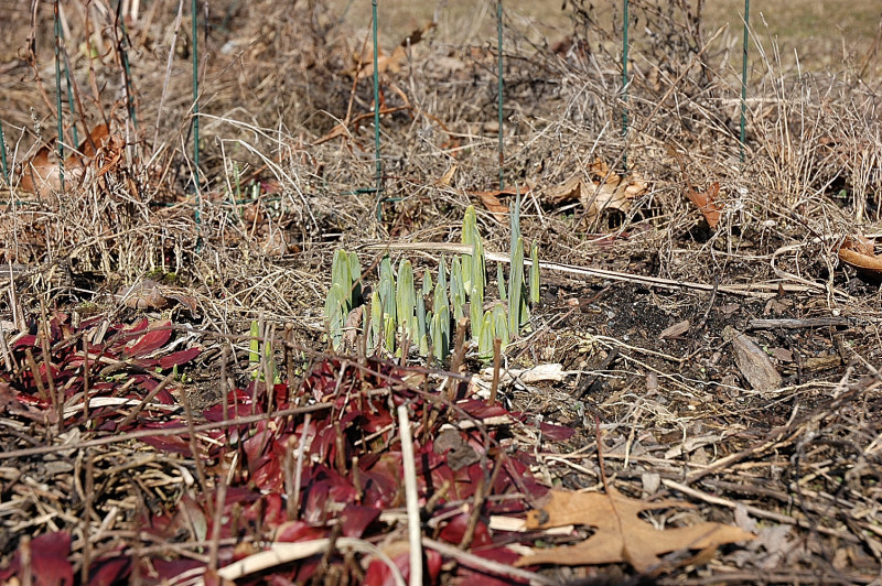 Spring Shoots Plants