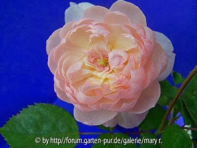 Odenwaelder Rosen Scarborough S Kinder