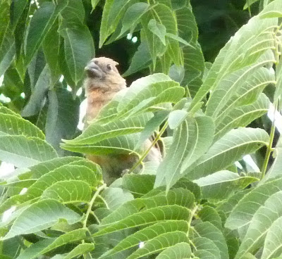 cardinal