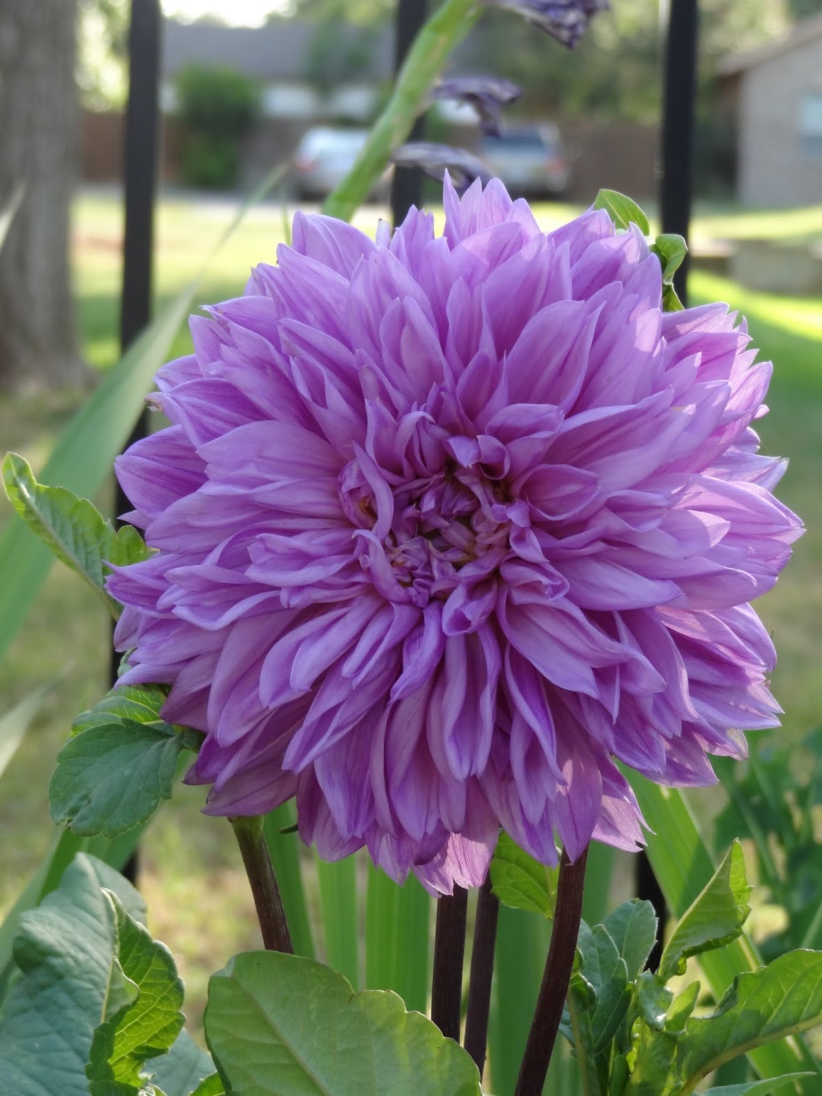 Rebecca's Texas Garden Spring Bulb Bed