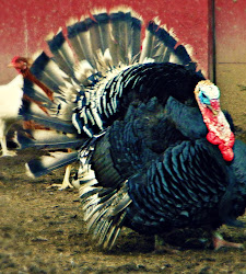 Boss Turkey