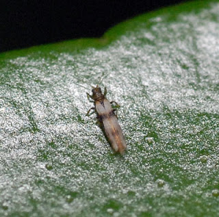 Fully grown thrips on a citrus leaf