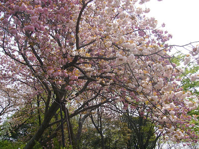 万博記念公園・日本庭園 サトザクラ