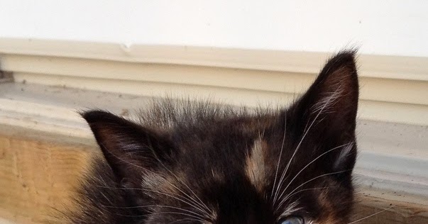 the farmers: I'm not really an animal person