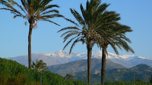 Palmtrees and Sierra Nevada