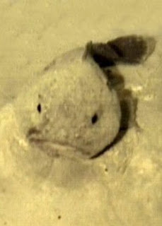 Why do blobfish get all melty when pulled out of the water but not