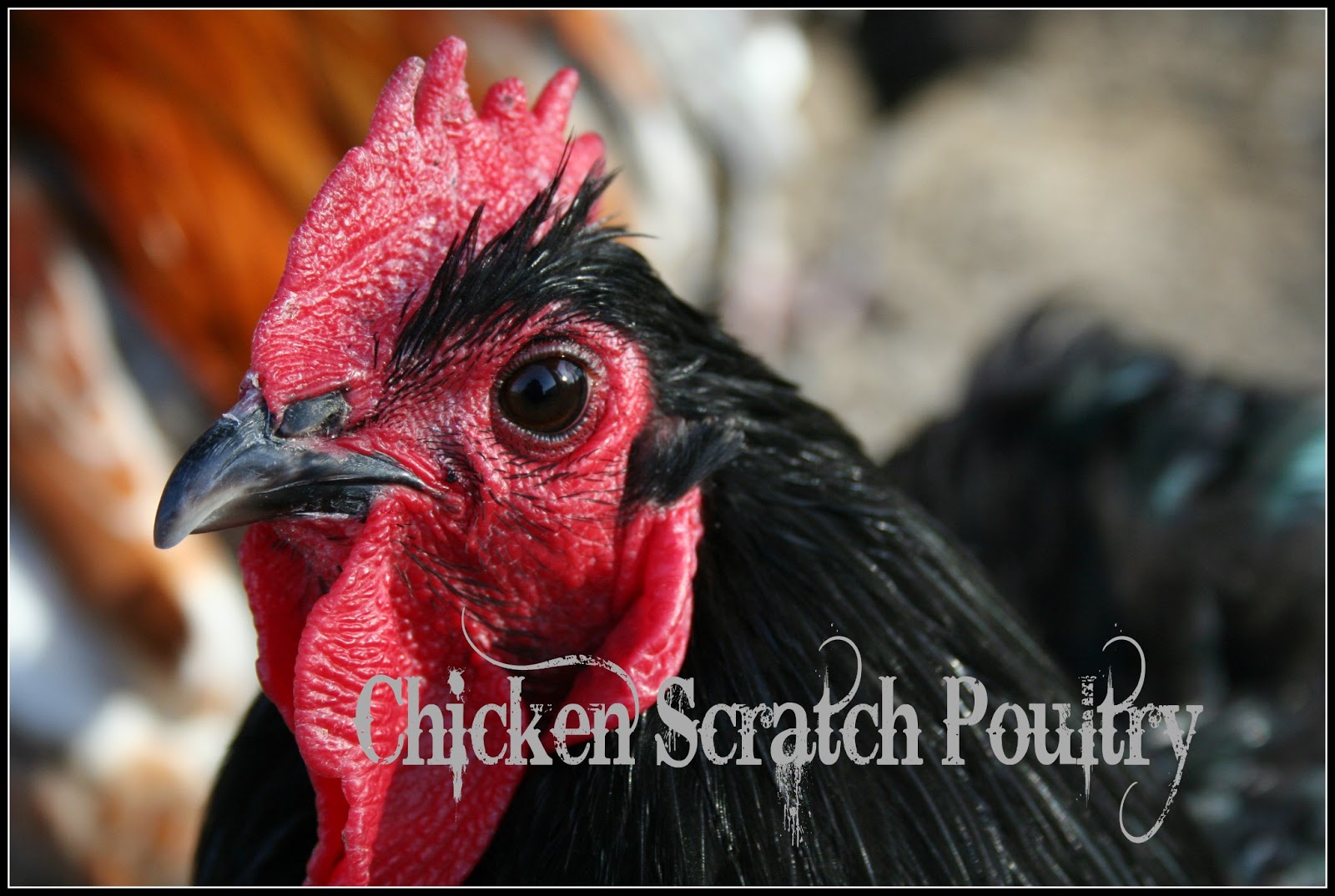Chicken Scratch Poultry Down On The Farm Photos