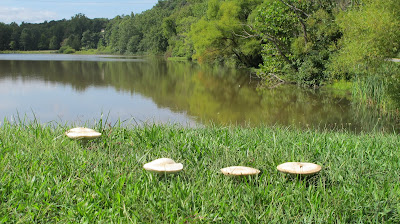 Amanita bisporigera 1